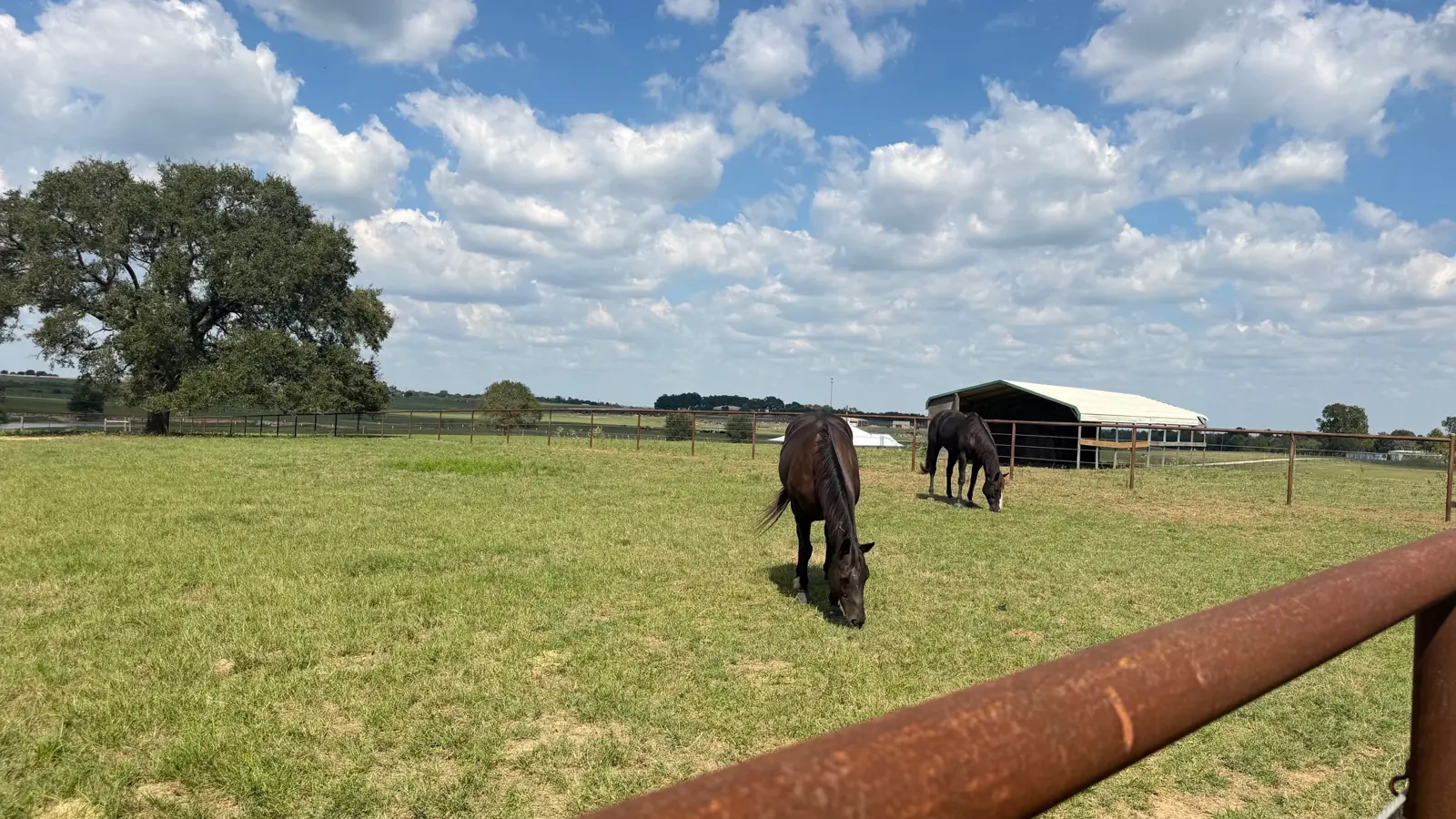 Horse grazing in open pasture west of Katy at Twin Oaks Ranch in Sealy, Texas