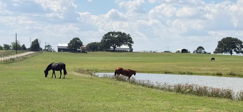 Horses grazing beside the year-round pond in a large pasture at Twin Oaks Ranch