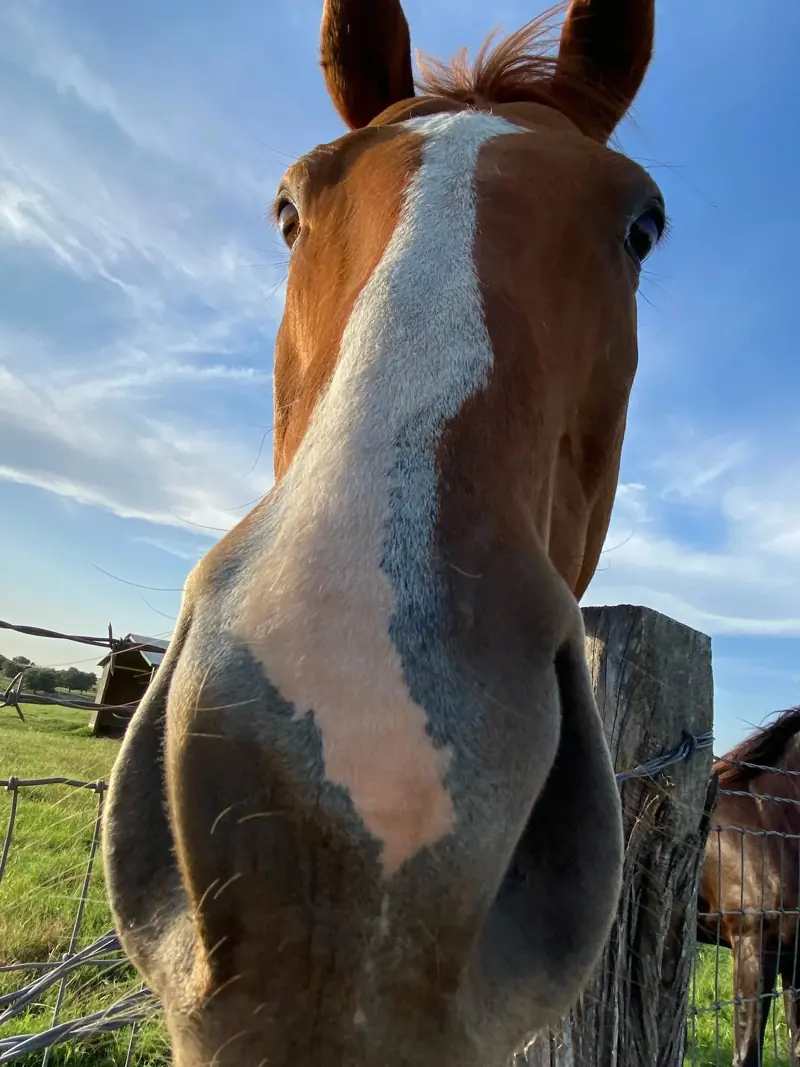 Curious chestnut horse with a blaze greeting visitors at the fence at Twin Oaks Ranch