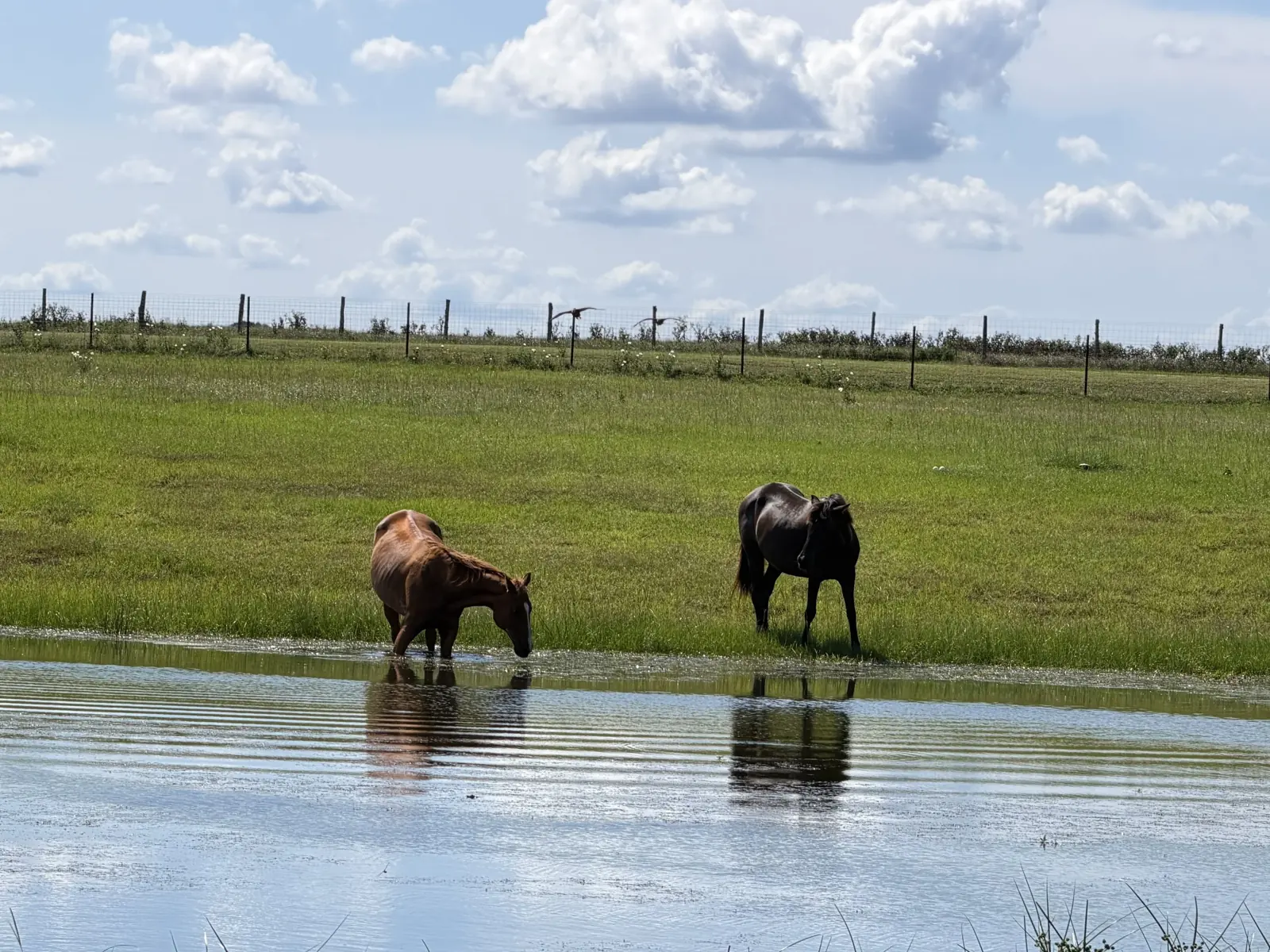 Horses cooling off in the pond at Twin Oaks Ranch