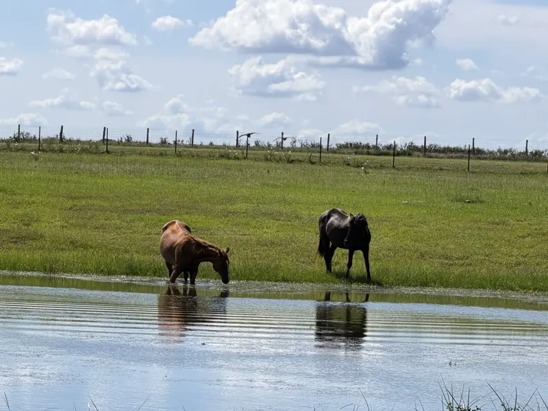 Two horses drinking and cooling off in the year-round pond
