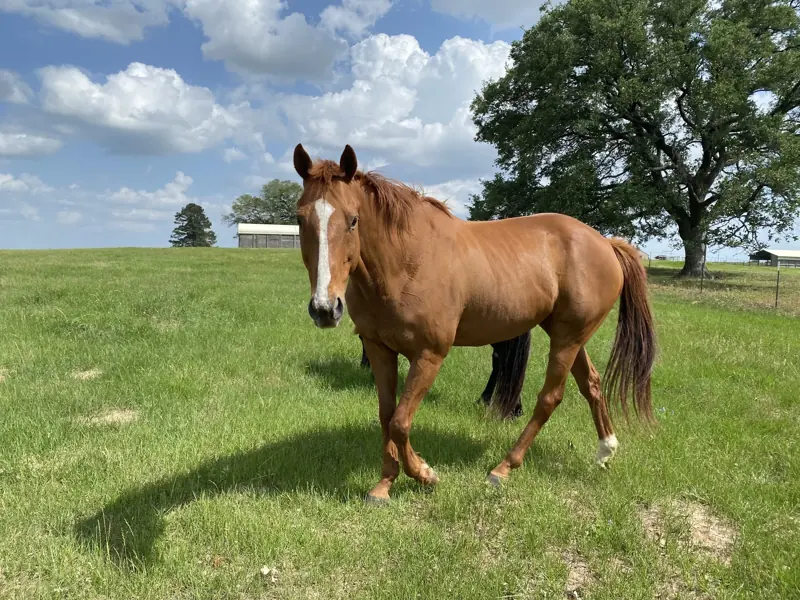 Chestnut horse grazing an improved pasture under live oak trees in Sealy, Texas