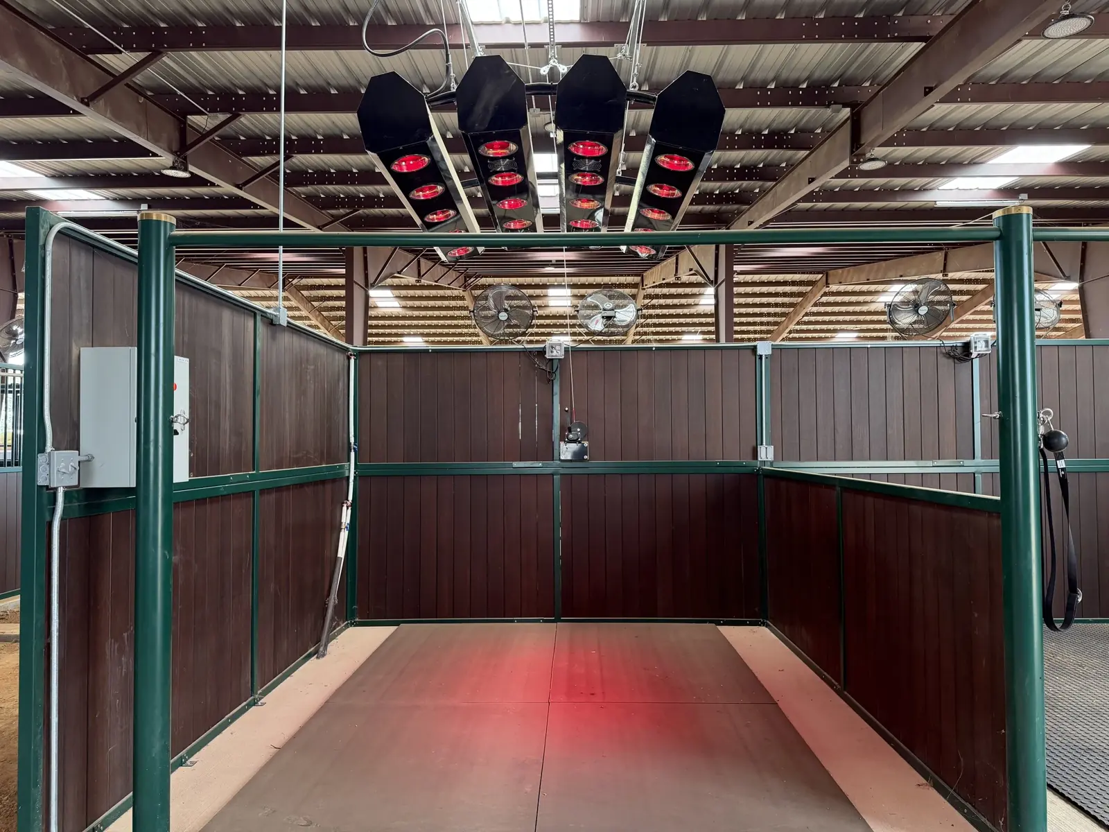 Equine red light therapy solarium at Twin Oaks Ranch with overhead red lamps glowing