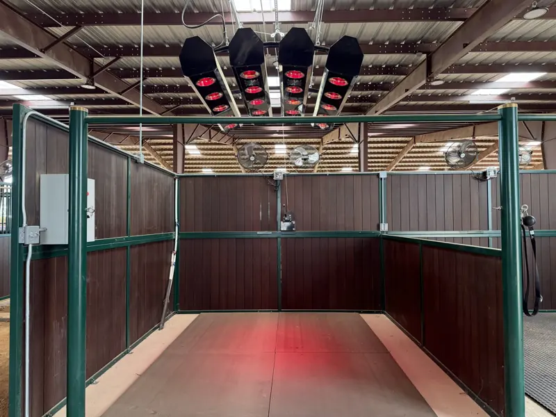 Equine red light therapy solarium with overhead red lamps and rubber-matted floor